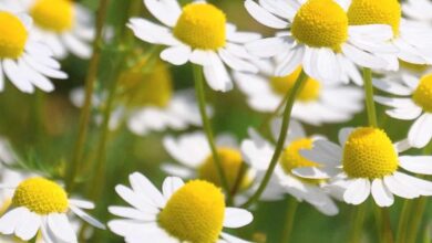 Photo of Acroclinio con fiore di camomilla