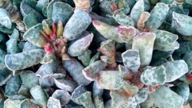 Photo of Adromischus cooperi Adromischus