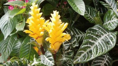 Photo of Afelandra (Aphelandra squarrosa Nees)