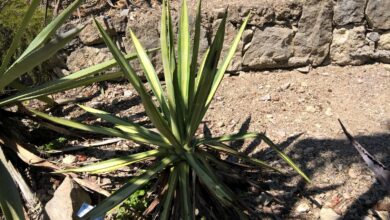 Photo of Agave a foglie strette