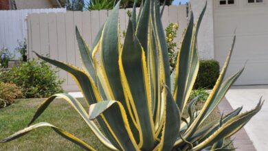 Photo of Agave americana