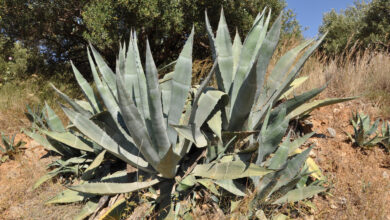 Photo of Agave cactus