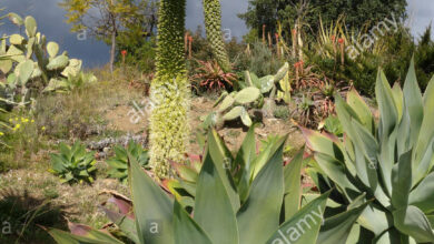 Photo of Agave collo di cigno