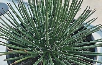 Photo of Agave con fiori di geminiflora