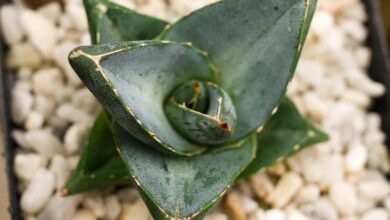 Photo of Agave nain, agave in miniatura