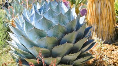 Photo of Agave parassana Agave parassana