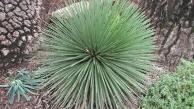 Photo of Agave stricta