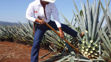 Photo of Agave Tequilana Agave bleu, Agave Tequila