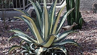 Photo of Agave variegata americana