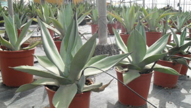 Photo of Agave vernae