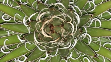 Photo of Agave x leopoldii Agave di Leopoldo