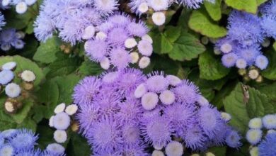 Photo of Ageratum, Ageratum de Mexico City