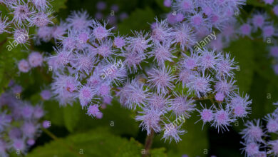 Photo of Ageratum selvatico, Eupatorium con fiori di ageratum