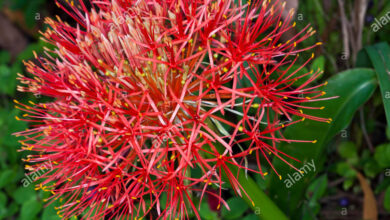 Photo of Aglio rosso, Giglio Sangue Africano, Haemanthus multiflorus