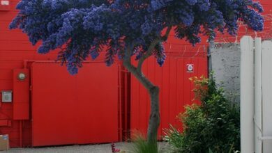 Photo of Alberi per piccoli giardini