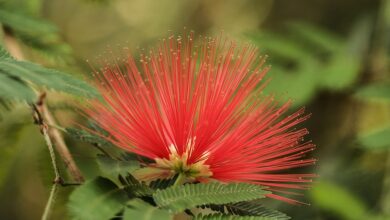 Photo of Albero baccello, Calliandra