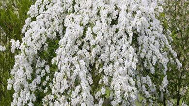 Photo of Albero delle perle, Exochorda x macrantha La sposa, Albero della sposa