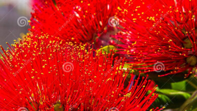 Photo of Albero di Natale della Nuova Zelanda, Pohutukawa