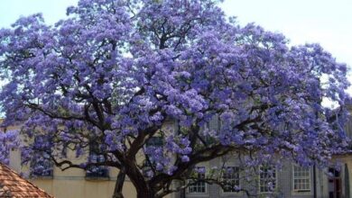 Photo of Albero imperiale