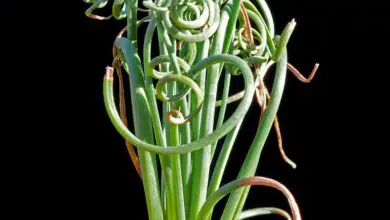 Photo of Albuca spiralis, con foglie a spirale e fiori che profumano di…