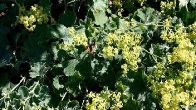 Photo of Alchemilla mollis Alchemilla mollis, il mantello della Vergine