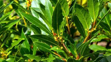 Photo of Alcune foglie di alloro sono velenose? – Per saperne di più sulle foglie di alloro commestibili