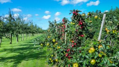 Photo of Alimentazione degli alberi da frutta