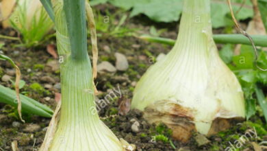 Photo of Allium cepa var. aggregatum Cebolla pomme de terre