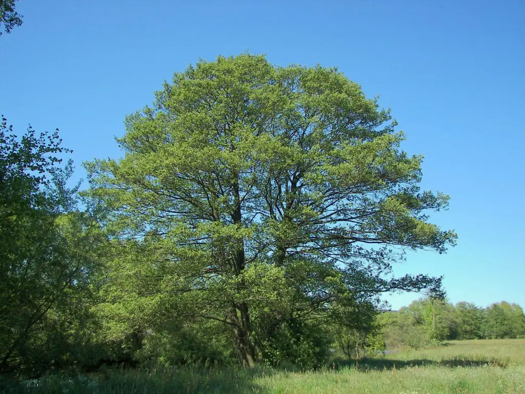 Alnus glutinosa Ontano, Ontano nero Il Giardino Commestible