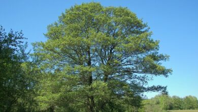 Photo of Alnus glutinosa Ontano, Ontano nero