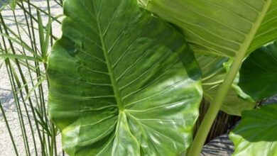 Photo of Alocasia o Guida alla cura delle piante dell’orecchio dell’elefante