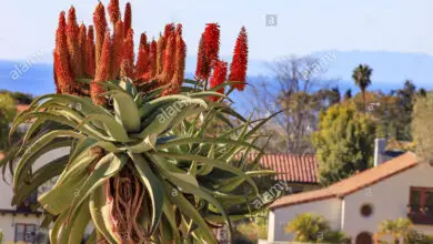 Photo of Aloe come albero gigante