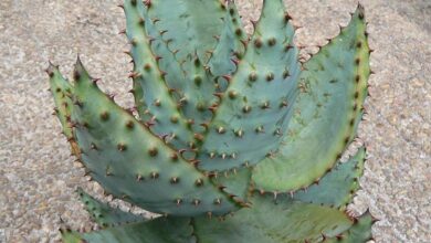 Photo of Aloe di montagna