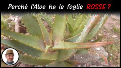 Photo of Aloe eritrofila a foglia rossa Aloe