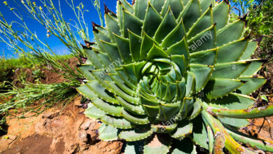 Photo of Aloe polyphylla Espiral de aloe de Lesotho