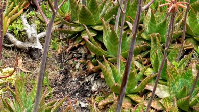 Photo of Aloe saponaria Aloe zebra