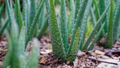 Photo of Aloe striata, aloe corallina o cura delle piante di aloe