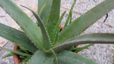Photo of Aloe vera Aloe de Barbados