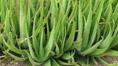 Photo of Aloe x spinosissima o cura delle piante di ragno Aloe
