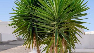 Photo of Aloe Yucca