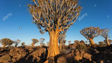 Photo of Aloidendron dichotomum Aloe vera, albero della faretra