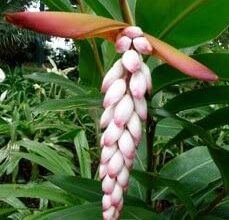 Photo of Alpinia cura delle piante o giglio di porcellana