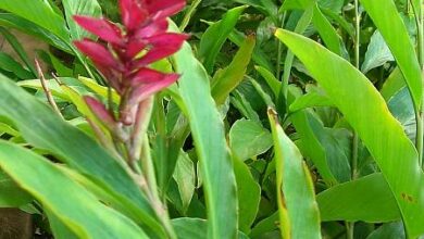 Photo of Alpinia purpurata Jengibre rojo,Lavande rojo