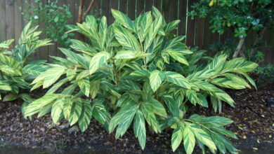 Photo of Alpinia zerumbet, i cui fiori profumati rimangono su uno stelo appeso