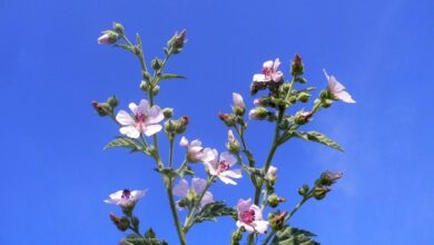 Photo of Althaea officinalis Marshmallow, Malva comune