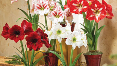 Photo of Amaryllis