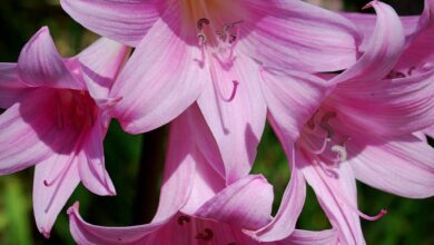 Photo of Amaryllis belladonna Amaryllis belladonna