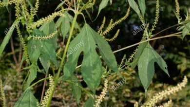 Photo of Ambrosia gigante