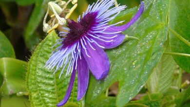 Photo of Ametista Passiflora, Passiflora