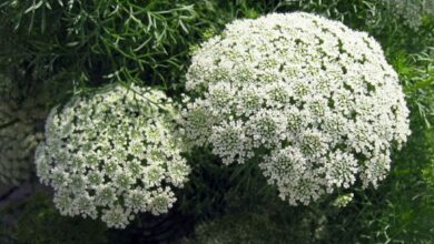 Photo of Ammi visnaga Khella, Noukha, Ammi visnage